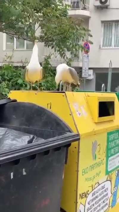 These seagulls sound like Statler &amp; Waldorf from the Muppet Show.