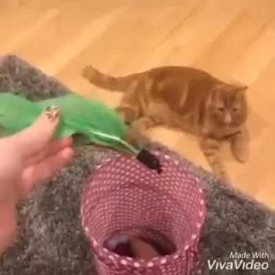 Cat saving his toys