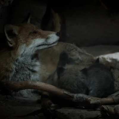 Who's ready for cute fox cubs? ??