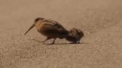 American cockwood teaching it's chicks how to catch earthworms
