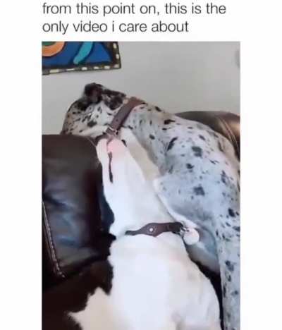 This is my favorite video on the internet