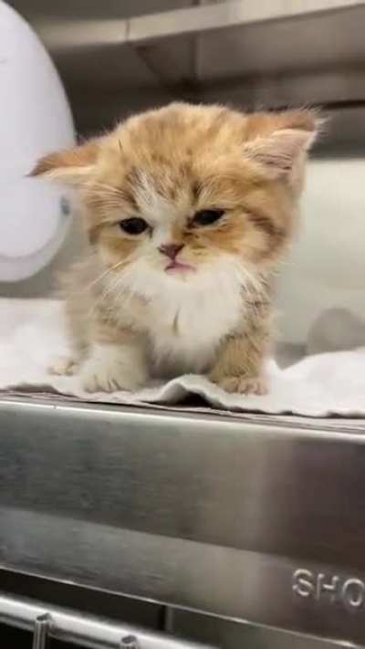 Smol baby meows back ?