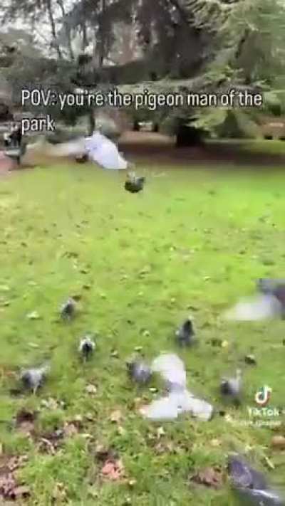 POV: you’re the pigeon man of a park in London