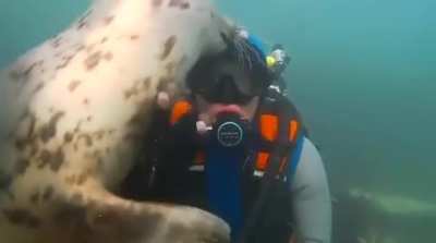 ? An affectionate seal checking out a scuba diver ?