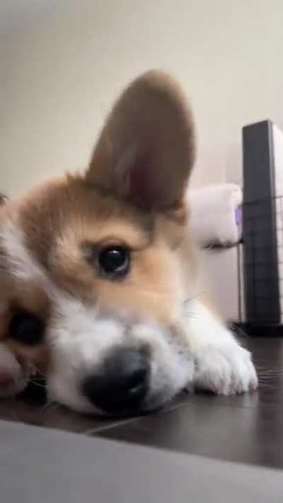 This cute loaf ?