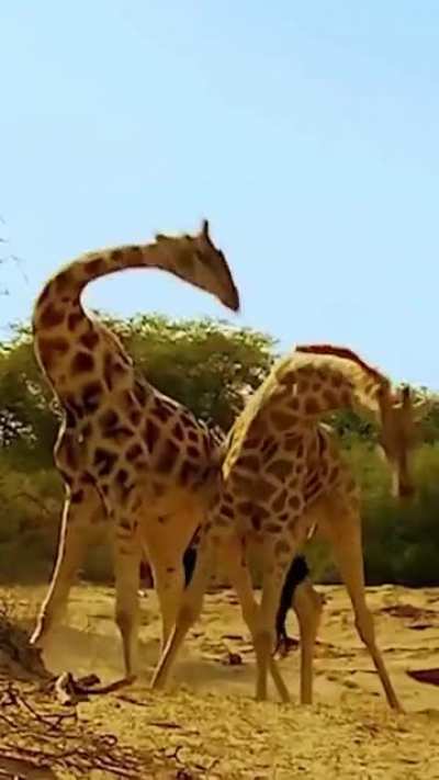 ? Giraffe Fight