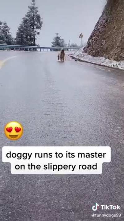 Pup comes to a slippery stop to bring prize to its owner