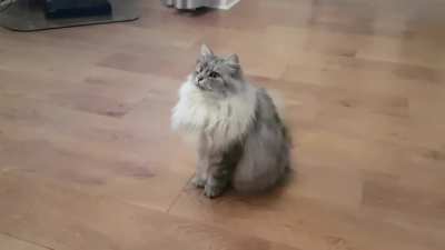 Acrobat cat
