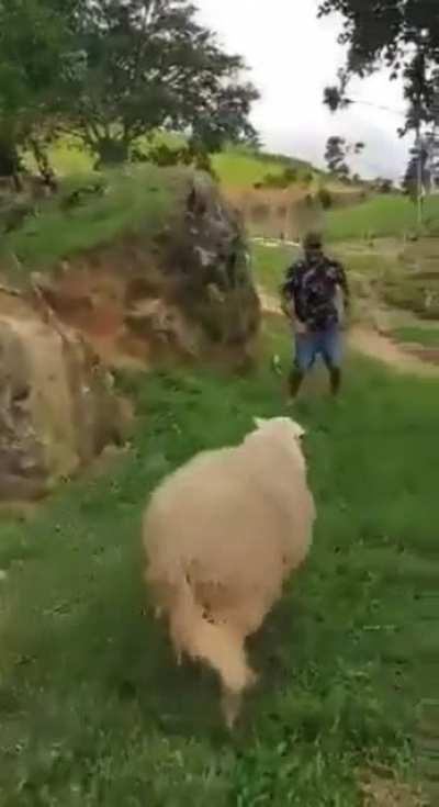 Who let the SHEEP out!