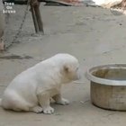 This puppy thinks he is a rooster....