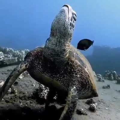 ? Sleeping Turtle