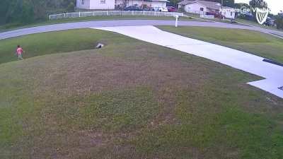 The Skill of this Dog, pushes the child out of harms way, then engages the other dog.
