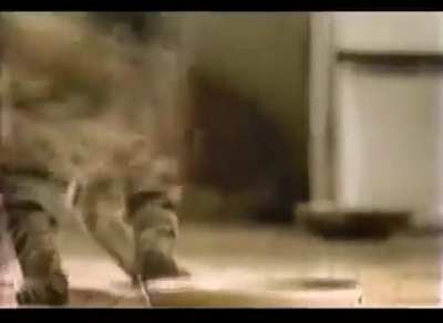 Intolerant cats