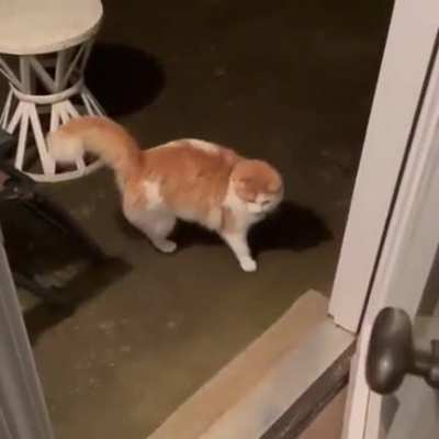 To let the cat in.