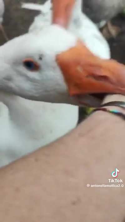 Friendly reminder that geese are evil, don't feed them.