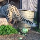 The snow leopard attacks it's natural enemy...