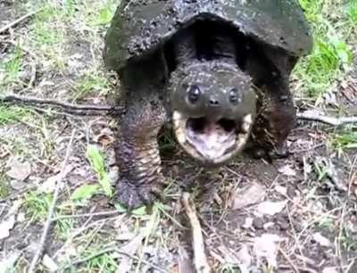 Im Gunna Bite You!