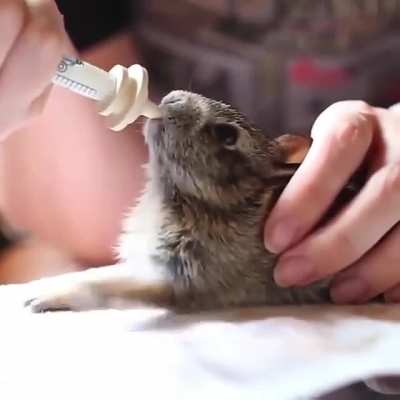 Baby rabbit drinking milk and tapping its hands