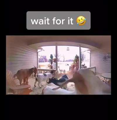 "Those kids again ringing the doorbell and running away" most of us might ve done this as kids, guess animals do this too