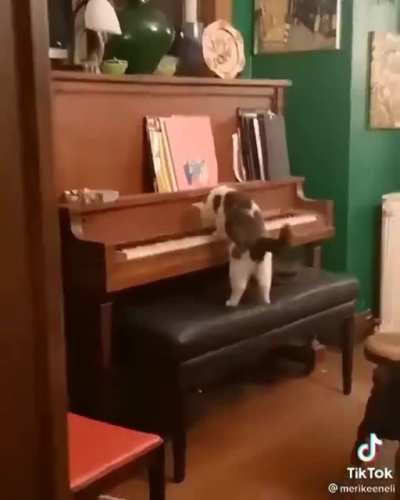 Cat.