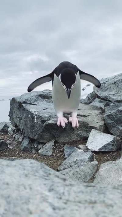? This slow-motion penguin jump