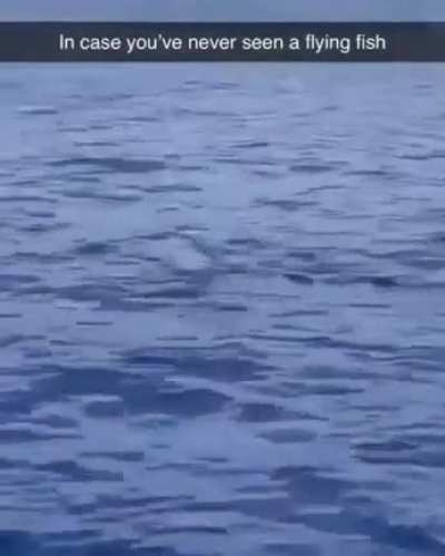 ? A flying fish glding next to a speedboat