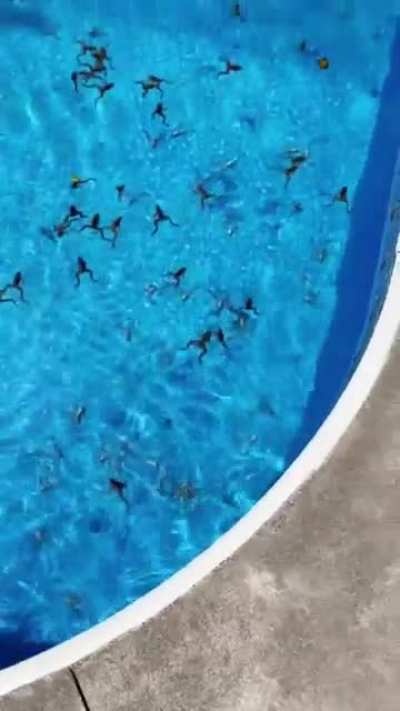 Woman returns from vacation to a pool full of frogs