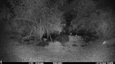 ? This Opossum Pushing a Skunk Into a Pond Is All of Us