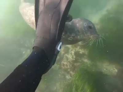 ? Seal checking out human's snorkeling gear