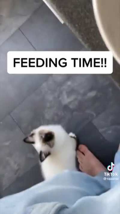 Metal kitty