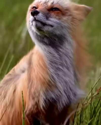 ? A stunning Red Fox enjoys the breeze