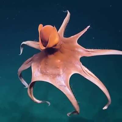 ? Dumbo octopus stretching its tentacles to form a huge balloon as its defense mechanism (captured by EVNautilus at a depth of around 5,250 feet)