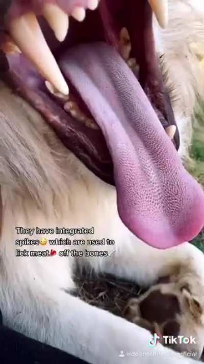 What a lion's tongue can do to your skin if you're lucky enough to be loved by one ?