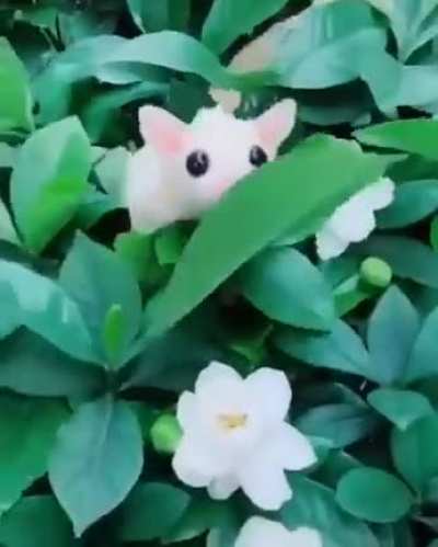 ? White Sugar Glider ?
