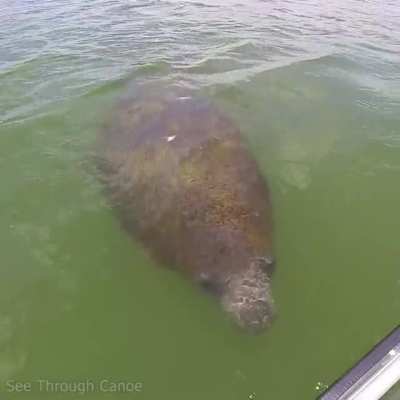 ? Manatees often explore things with their hairy snoot. Like many animals they have prehensile lips.