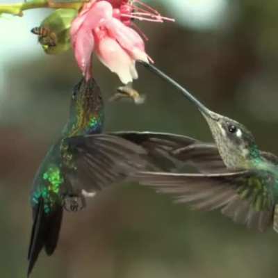 ? Hummingbird accidentally slaps the hell out of a bee with its wing