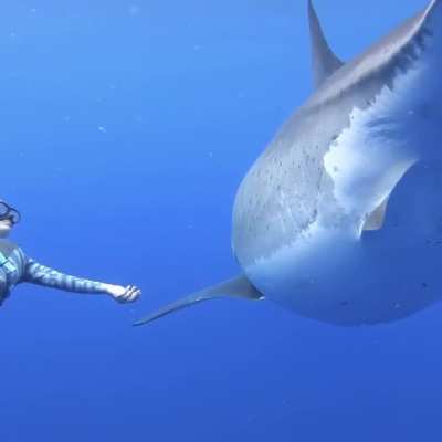 Ocean Ramsey and her team encountered this 20 ft Great White Shark near the island of Oahu, Hawaii. It is believed to be the biggest ever recorded.