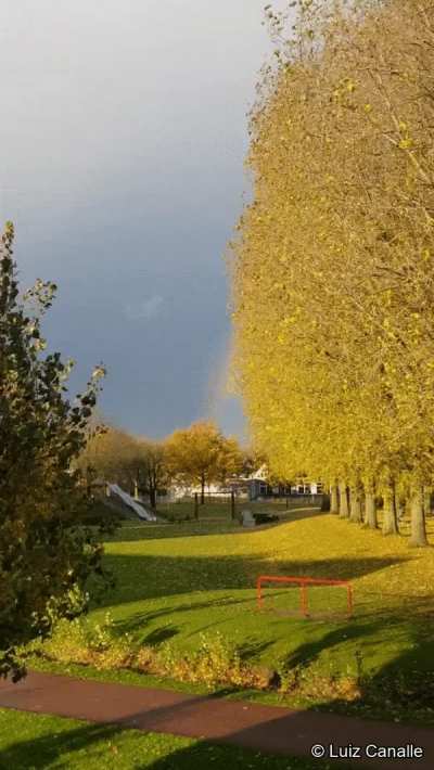 ? De-stress with my bedroom view of these golden Autumn leaves. ?