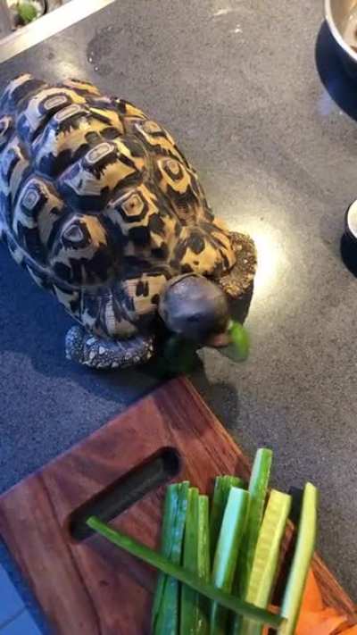 My pet turtle is helping me reduce foodwaste