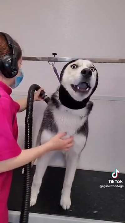 Dramatic husky