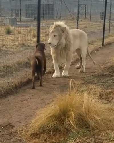 ? Lion and Dog 'Shake Hands'