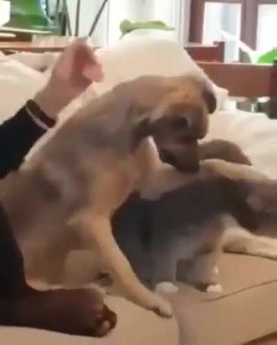 To pet the cat master