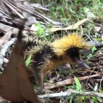 ? The Lowland Streaked Tenrec looks like a wild Pokémon