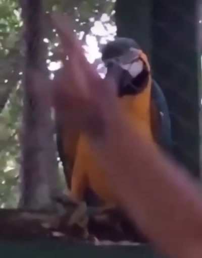 Parrot Dances at Techno Concert