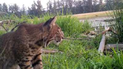 ? Bobcat in hunting mode