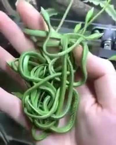 ? A handful of baby vine snakes
