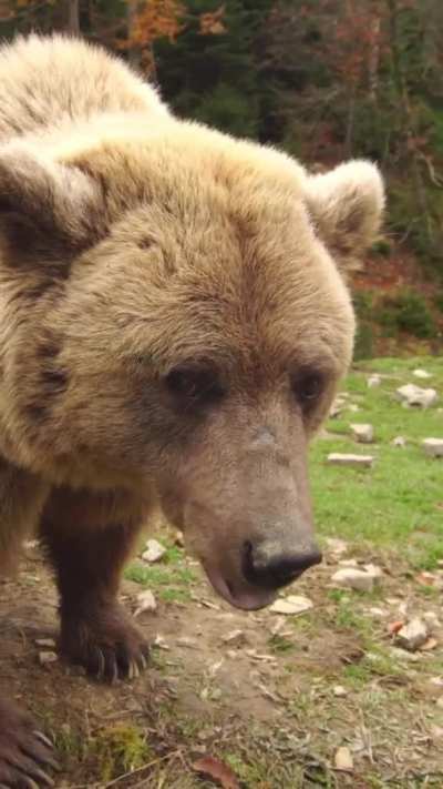 ? Wild Brown Bear clacking it’s fangs. Jaw-popping sounds like this are a defensive display of a fearful or surprised bear. A warning that you’re too close