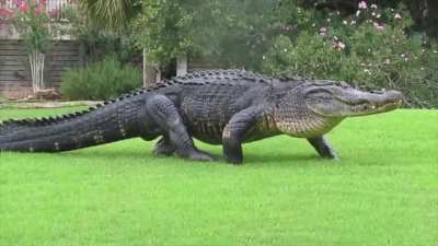 Since Reddit is going through a crocodile phase