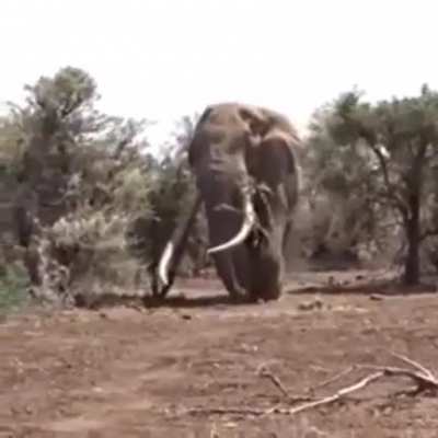 WORLDS LARGEST ELEPHANT , 8000 KG!!!