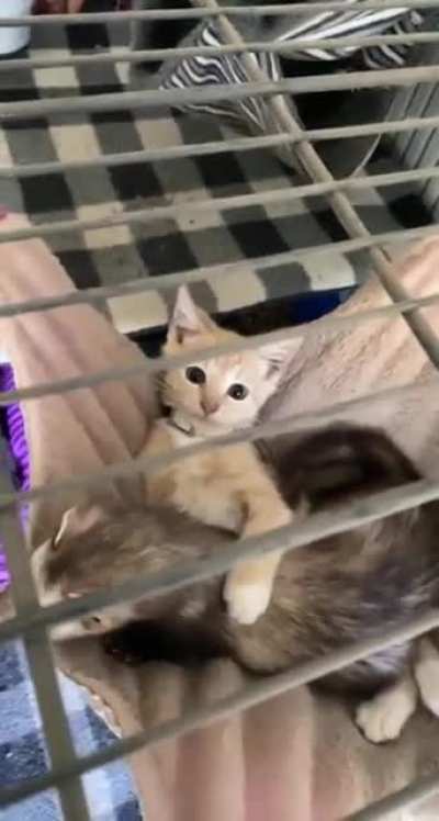 Not a ferret